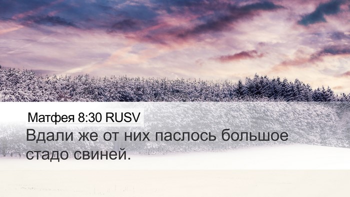 Матфея 8:30 RUSV Desktop Wallpaper - Вдали же от них паслось - Desktop Bible Verse Wallpaper