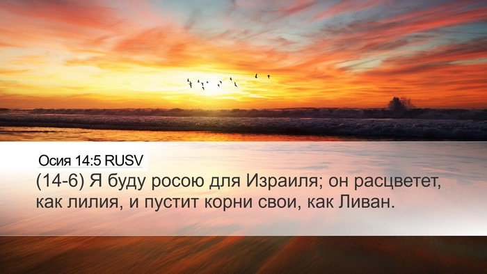Осия 14:5 RUSV Bible Verse Image
