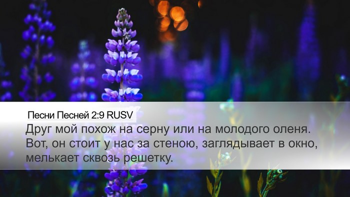 Песни Песней 2:9 RUSV Bible Verse Image