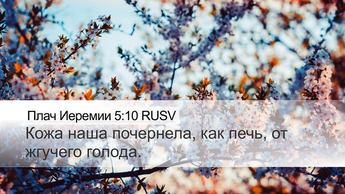 Плач Иеремии 5:10 RUSV Bible Verse Image