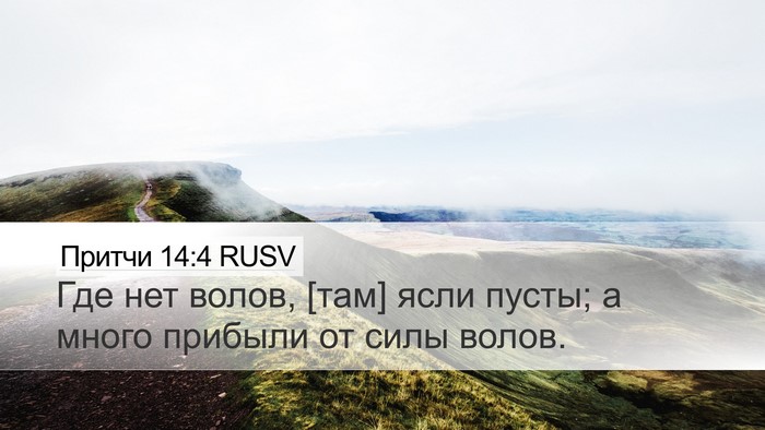 Притчи 14:4 RUSV Desktop Wallpaper - Где нет волов, [там] ясли - Desktop Bible Verse Wallpaper