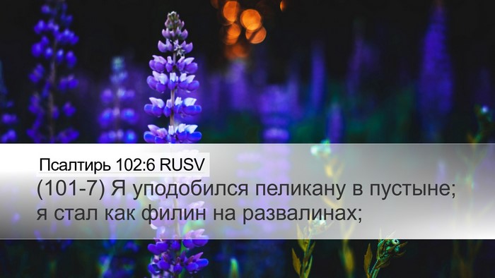 Псалтирь 102:6 RUSV Desktop Wallpaper - (101-7) Я уподобился пеликану - Desktop Bible Verse Wallpaper