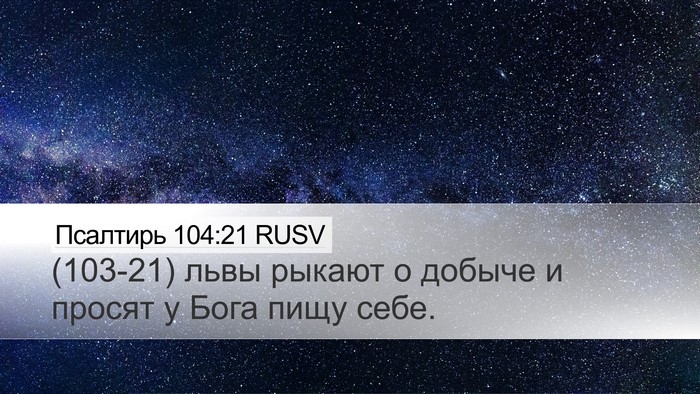 Псалтирь 104:21 RUSV Desktop Wallpaper - (103-21) львы рыкают о добыче и - Desktop Bible Verse Wallpaper
