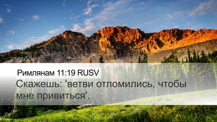 Римлянам 11:19 RUSV Bible Verse Image