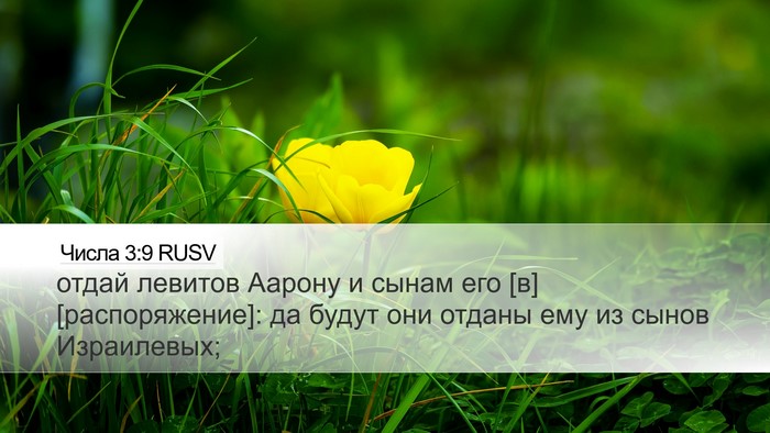 Числа 3:9 RUSV Bible Verse Image