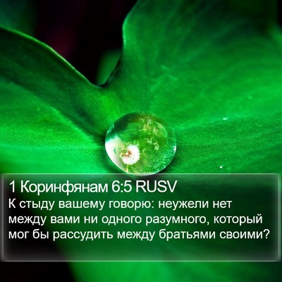 1 Коринфянам 6:5 RUSV Bible Verse Image