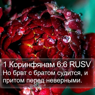 1 Коринфянам 6:6 RUSV Bible Verse Image