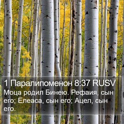 1 Паралипоменон 8:37 RUSV Bible Verse Image