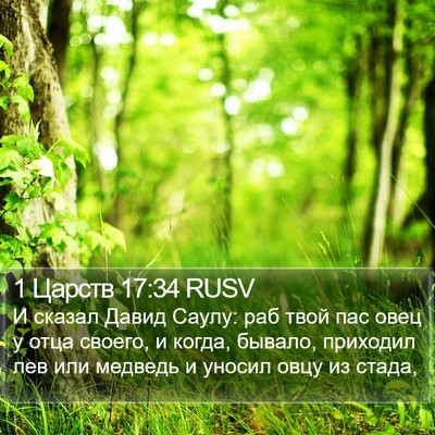 1 Царств 17:34 RUSV Bible Verse Image