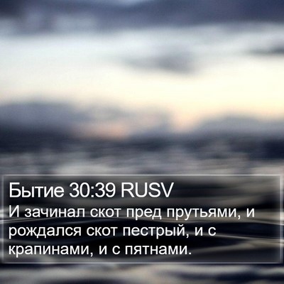 Бытие 30:39 RUSV Bible Verse Image