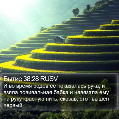 Бытие 38:28 RUSV Bible Verse Image