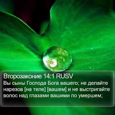 Второзаконие 14:1 RUSV Bible Verse Image