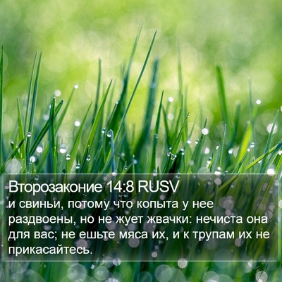 Второзаконие 14:8 RUSV Bible Verse Image