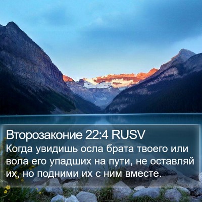 Второзаконие 22:4 RUSV Bible Verse Image