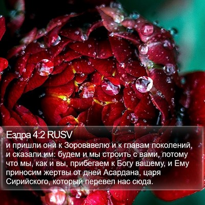 Ездра 4:2 RUSV Bible Verse Image
