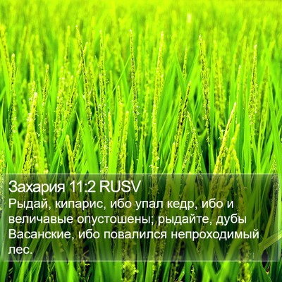 Захария 11:2 RUSV Bible Verse Image