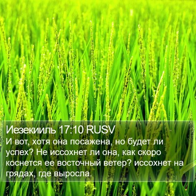 Иезекииль 17:10 RUSV Bible Verse Image