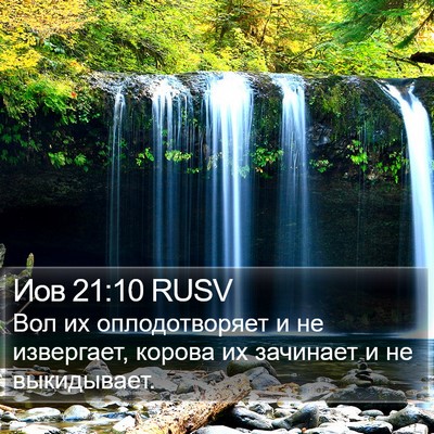 Иов 21:10 RUSV Bible Verse Image