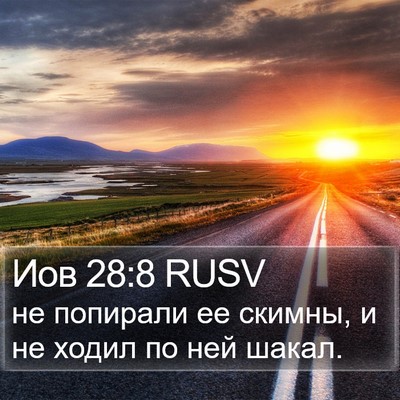 Иов 28:8 RUSV Bible Verse Image