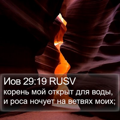 Иов 29:19 RUSV Bible Verse Image