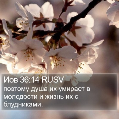 Иов 36:14 RUSV Bible Verse Image