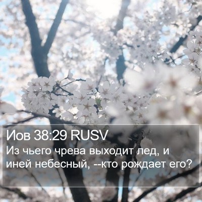 Иов 38:29 RUSV Bible Verse Image