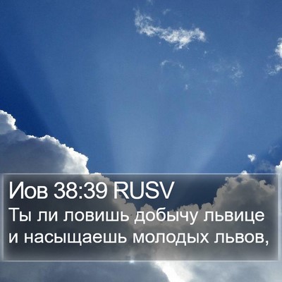 Иов 38:39 RUSV Bible Verse Image