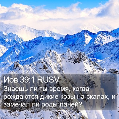 Иов 39:1 RUSV Bible Verse Image