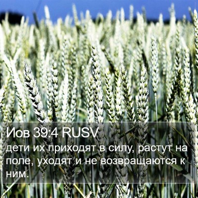 Иов 39:4 RUSV Bible Verse Image