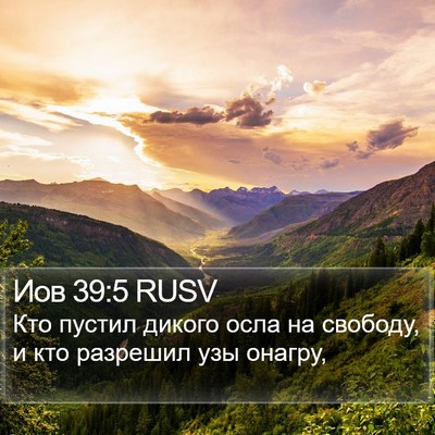 Иов 39:5 RUSV Bible Verse Image