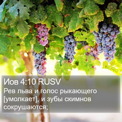 Иов 4:10 RUSV Bible Verse Image