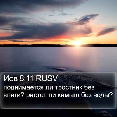 Иов 8:11 RUSV Bible Verse Image