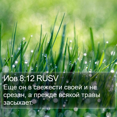 Иов 8:12 RUSV Bible Verse Image