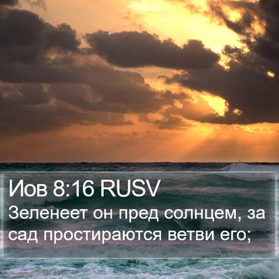 Иов 8:16 RUSV Bible Verse Image