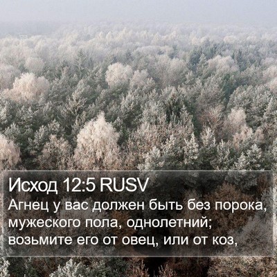 Исход 12:5 RUSV Bible Verse Image