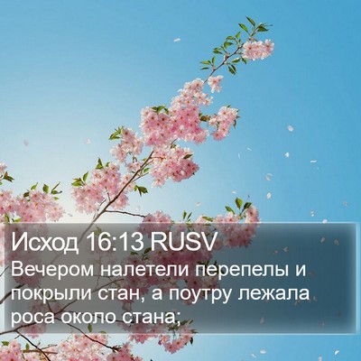Исход 16:13 RUSV Bible Verse Image