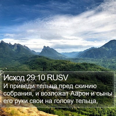 Исход 29:10 RUSV Bible Verse Image