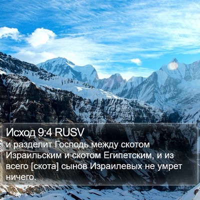 Исход 9:4 RUSV Bible Verse Image