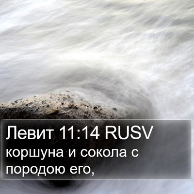 Левит 11:14 RUSV Bible Verse Image