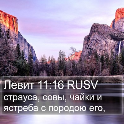 Левит 11:16 RUSV Bible Verse Image