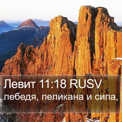 Левит 11:18 RUSV Bible Verse Image