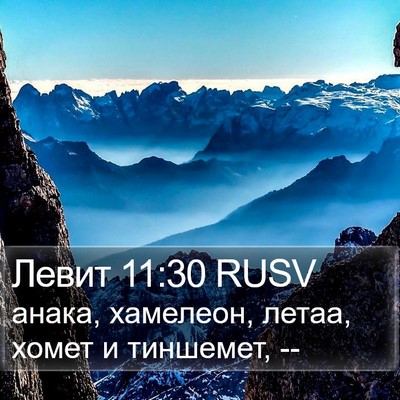 Левит 11:30 RUSV Bible Verse Image