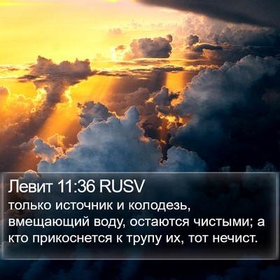 Левит 11:36 RUSV Bible Verse Image