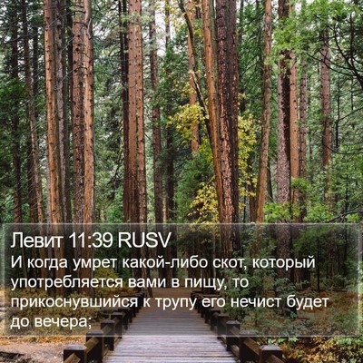 Левит 11:39 RUSV Bible Verse Image