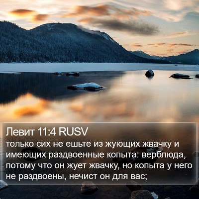 Левит 11:4 RUSV Bible Verse Image