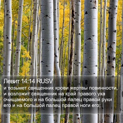 Левит 14:14 RUSV Bible Verse Image