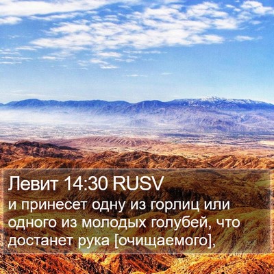 Левит 14:30 RUSV Bible Verse Image