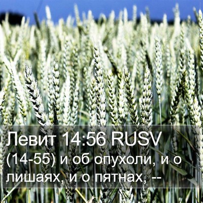 Левит 14:56 RUSV Bible Verse Image