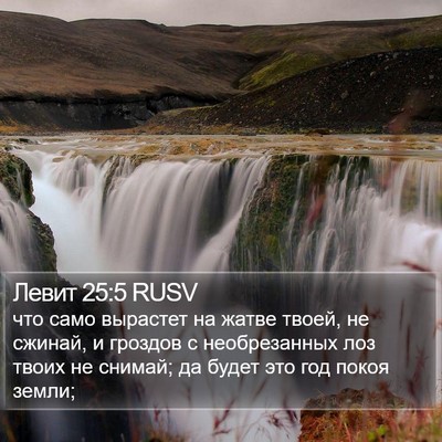 Левит 25:5 RUSV Bible Verse Image