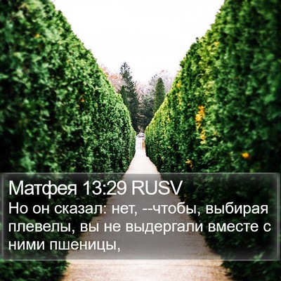 Матфея 13:29 RUSV Bible Verse Image